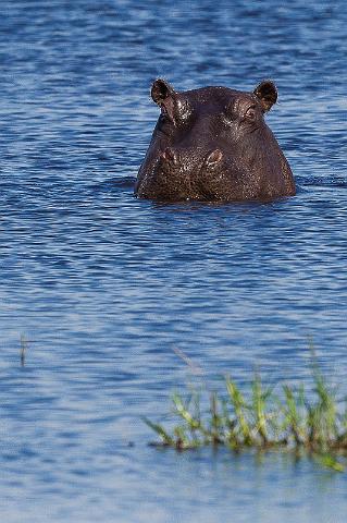 177 Okavango Delta, nijlpaard.jpg